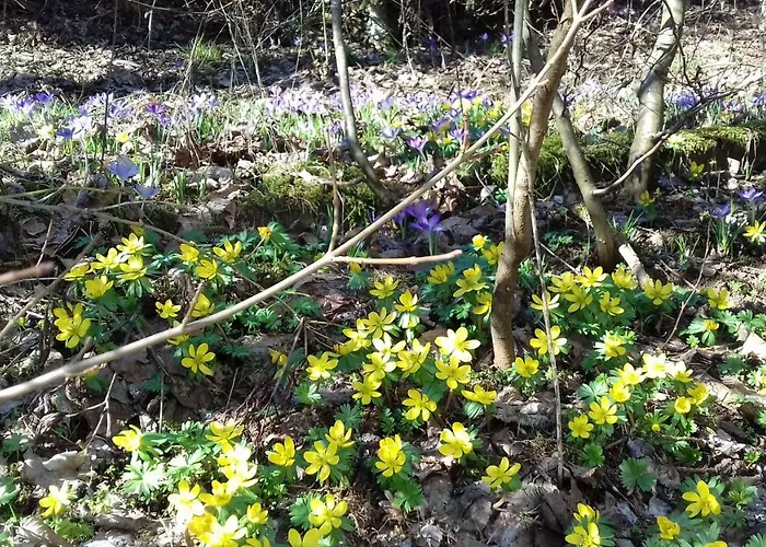 Rabenhorst בית נופש